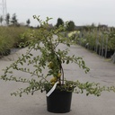 Chaenomeles superba 'Jet Trail' cont. 10L 80-90 cm pyramid +ф