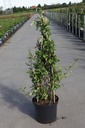 Chaenomeles superba 'Jet Trail' cont. 10L 80-90 cm pyramide +p