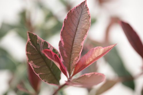Photinia fraseri PINK MARBLE (PBR) cont. 25L 125-150 cm +p
