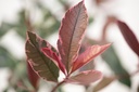 Photinia fraseri PINK MARBLE (PBR) cont. 25L 125-150 cm +B