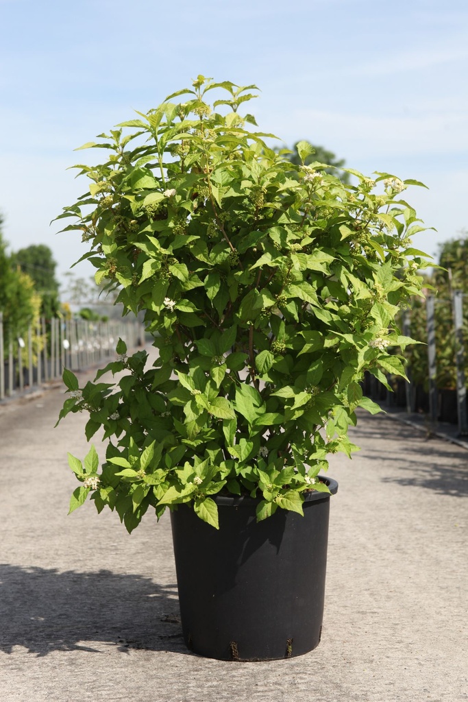 Callicarpa bodinieri MAGICAL® SNOWQUEEN (PBR) cont. 25L 100/+ cm +ф
