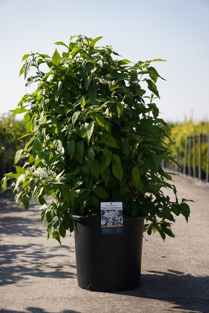 [P] Callicarpa bodinieri MAGICAL® SNOWQUEEN (PBR) cont. 25L 100/+ cm +p