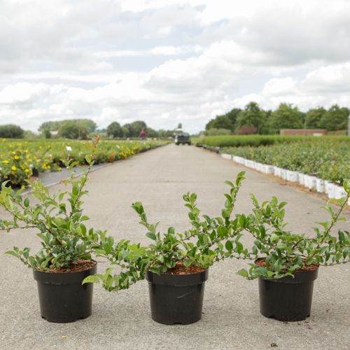 Chaenomeles superba 'Jet Trail' cont. 3,6L 40/+ cm with cane +ф