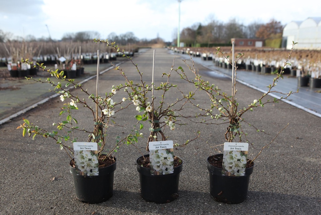 Chaenomeles superba 'Jet Trail' cont. 3,6L 40/+ cm with cane +p