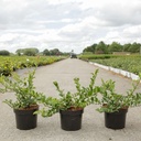 Chaenomeles superba 'Jet Trail' cont. 3,6L 40/+ cm avec tuteur +p