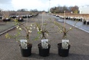 Chaenomeles superba 'Jet Trail' cont. 3,6L 40/+ cm with cane +p