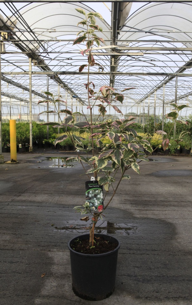 [P] Cornus (x) 'Pevé Sammy' (PBR) cont. 18L 80-100 cm