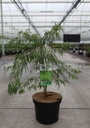 Acer palmatum 'Dissectum' cont. 7,5L 40-50 cm +p