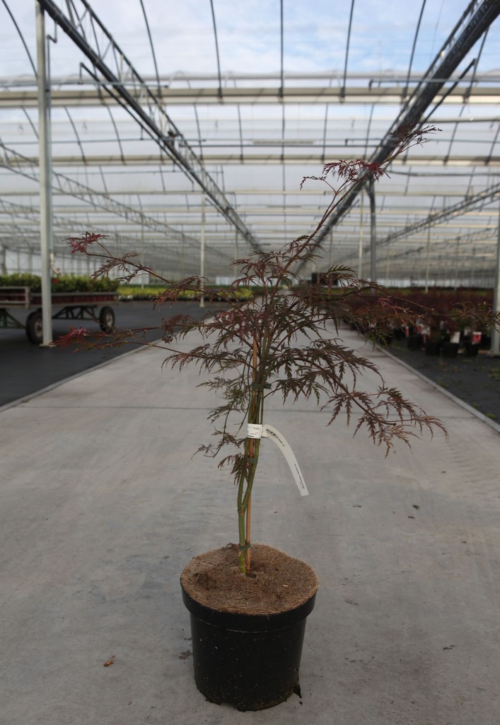 Acer palmatum 'Dissectum Garnet' cont. 7,5L 40-50 cm +ф