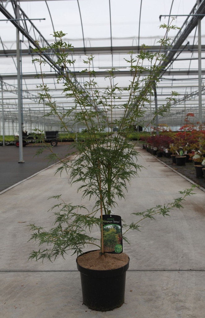 Acer palmatum 'Seiryu' cont. 7,5L 40-50 cm +ф