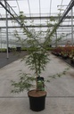 Acer palmatum 'Seiryu' cont. 7,5L 40-50 cm +ф