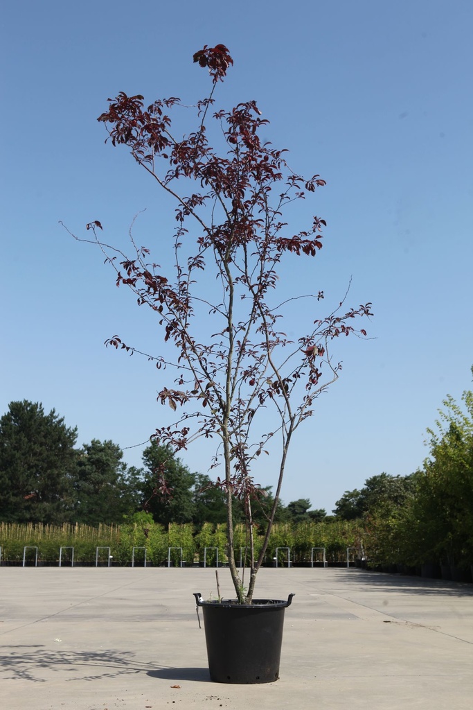 [P] Prunus 'Trailblazer' cont. 70L 250-300 cm