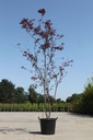 Prunus 'Trailblazer' cont. 70L 250-300 cm