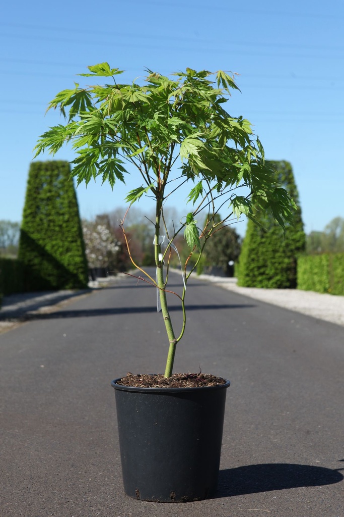[P] Acer pseudosieboldianum ARCTIC JADE (PBR) cont. 18L 80-100 cm +B