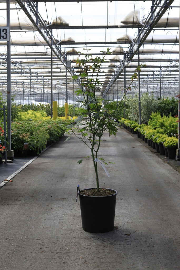 [P] Acer pseudosieboldianum NORTH WIND (PBR) cont. 18L 100-125 cm +f