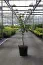 Acer pseudosieboldianum NORTH WIND (PBR) cont. 18L 100-125 cm +ф