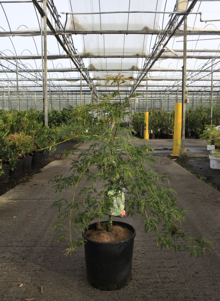 [P] Acer pseudosieboldianum ICE DRAGON (PBR) cont. 18L 80-100 cm +ф