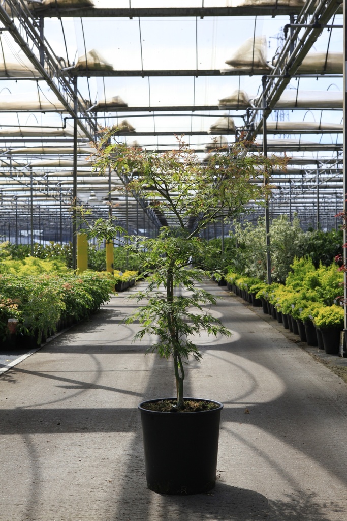 [P] Acer pseudosieboldianum ICE DRAGON (PBR) cont. 18L 80-100 cm +B