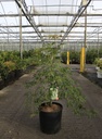 Acer pseudosieboldianum ICE DRAGON (PBR) cont. 18L 80-100 cm +ф