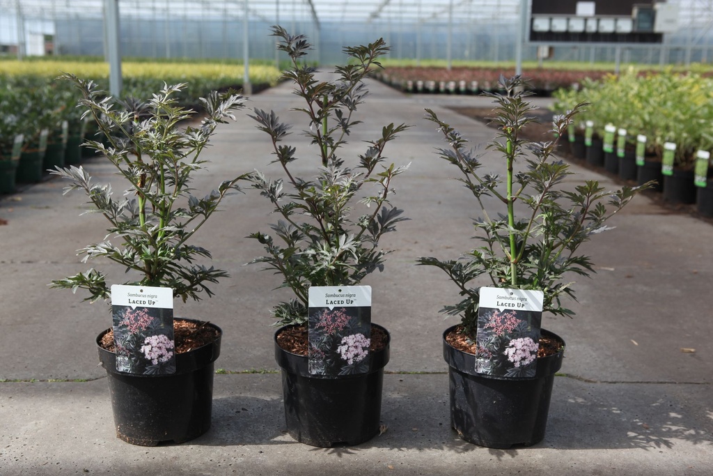 [P] Sambucus nigra LACED UP (PBR) cont. 3,6L 30-40 cm +p