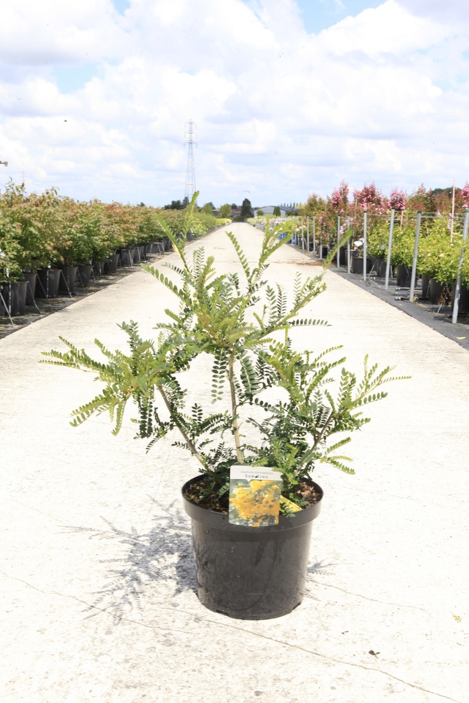 [P] Sophora microphylla 'Sun King' cont. 10L 80-100 cm +ф