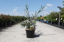 Sophora microphylla 'Sun King' cont. 10L 80-100 cm +ф