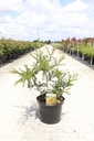 Sophora microphylla 'Sun King' cont. 10L 80-100 cm +ф