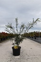 Sophora microphylla 'Sun King' cont. 10L 80-100 cm +f