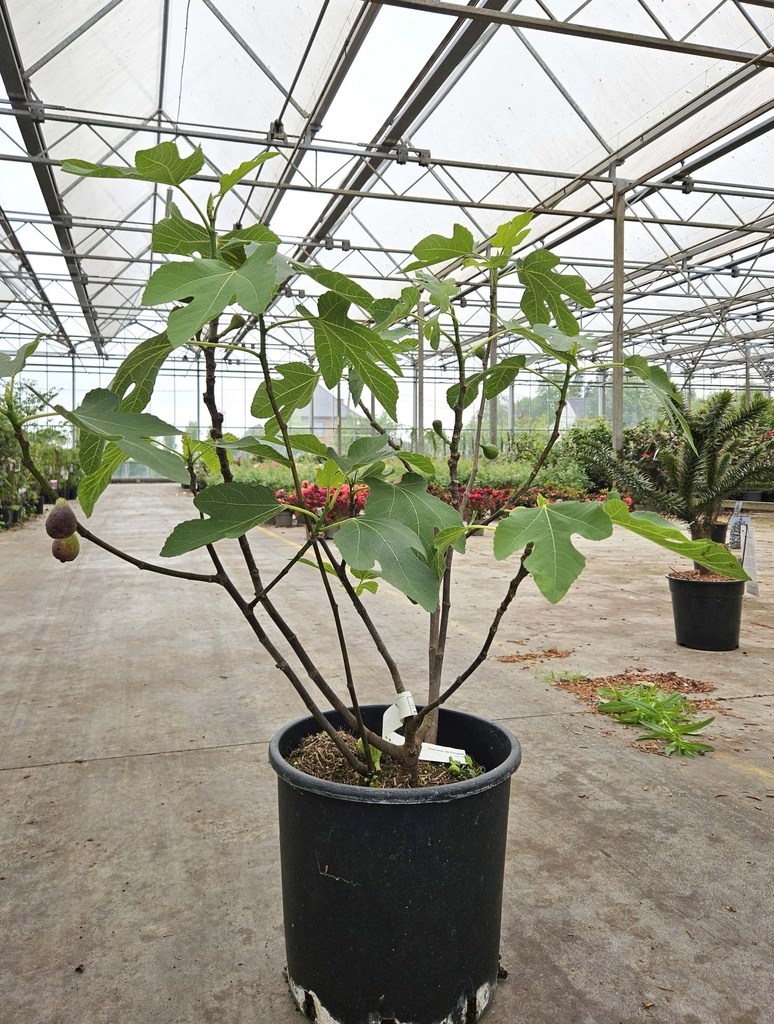 [P] Ficus carica 'Del Portogallo' cont. 12L 80-100 cm +ф