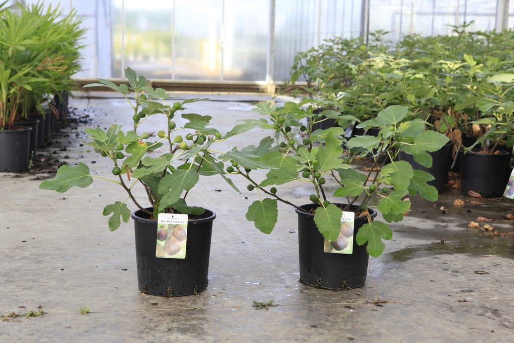 [P] Ficus carica 'Del Portogallo' cont. 12L 80-100 cm +f