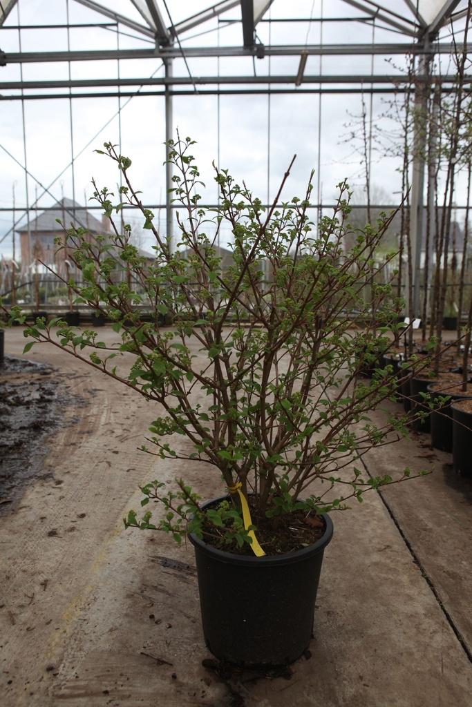 [P] Viburnum plicatum First Editions® OPENING DAY (PBR) cont. 25L 80-100 cm +ф