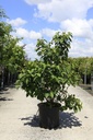Viburnum plicatum First Editions® OPENING DAY (PBR) cont. 25L 80-100 cm +f