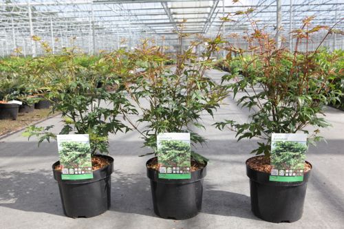[P] Acer palmatum cont. 3,6L 50-60 cm +ф
