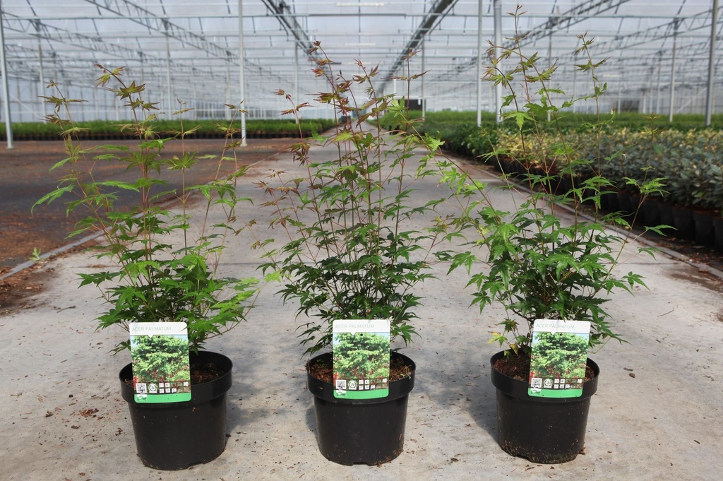 Acer palmatum cont. 3,6L 50-60 cm +ф