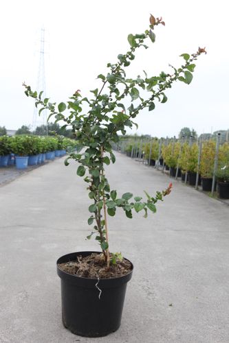 Chaenomeles speciosa Proven Winners® 'Orange Storm' (PBR) cont. 10L deco 80/+ cm pyramid +p