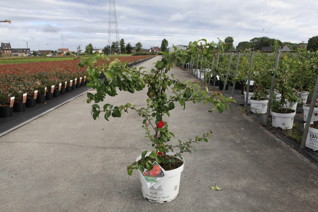 [P] Chaenomeles speciosa Proven Winners® 'Orange Storm' (PBR) cont. 10L deco 80/+ cm pyramid +p