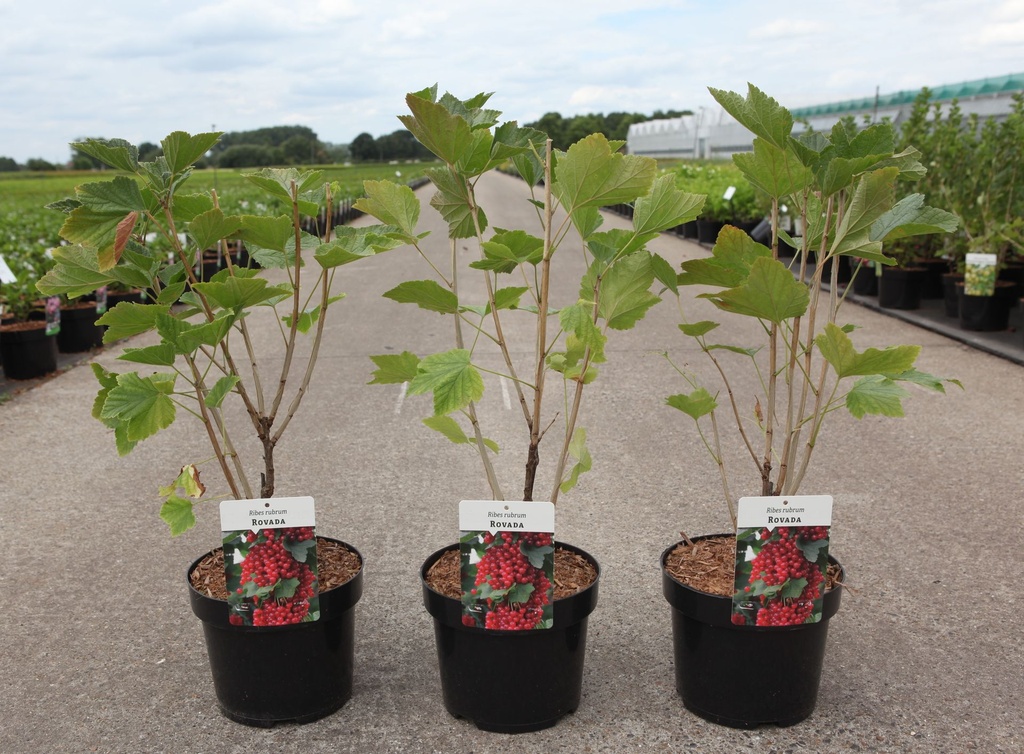 Ribes rubrum 'Rovada' cont. 3,6L 40-50 cm +p