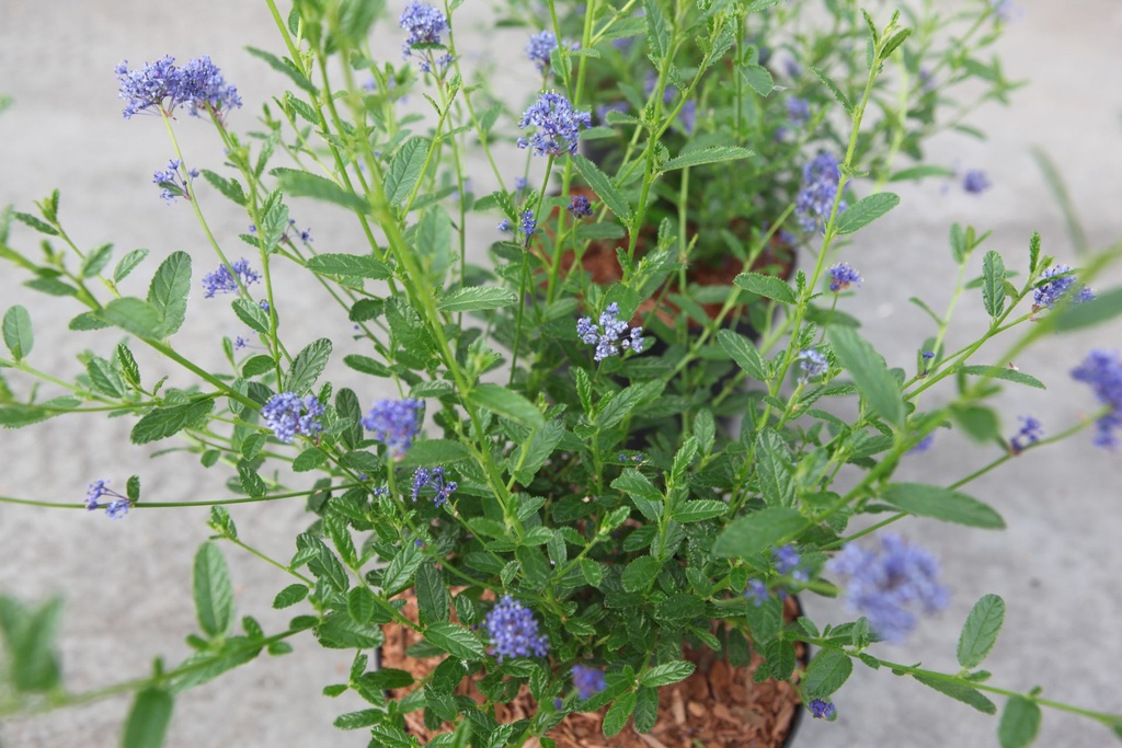 Ceanothus 'Concha' cont. 3,6L 25-30 cm +p