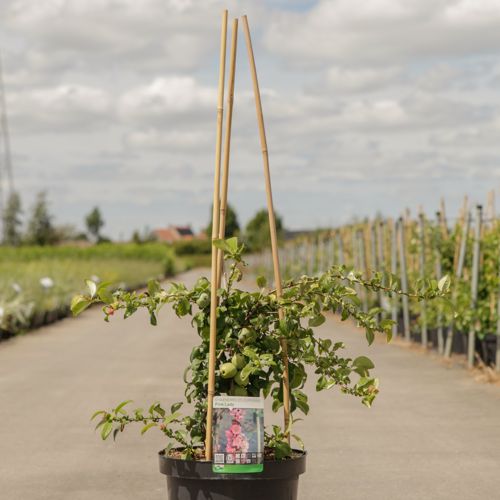 [P] Chaenomeles superba 'Pink Lady' cont. 10L 80-90 cm pyramid +p