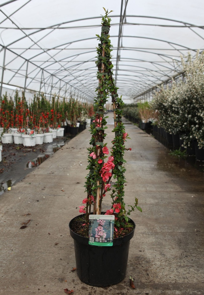 Chaenomeles superba 'Pink Lady' cont. 10L 80-90 cm pyramid +p
