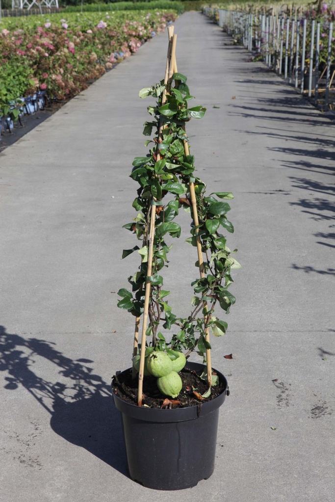 Chaenomeles superba 'Pink Lady' cont. 10L 80-90 cm pyramid +p