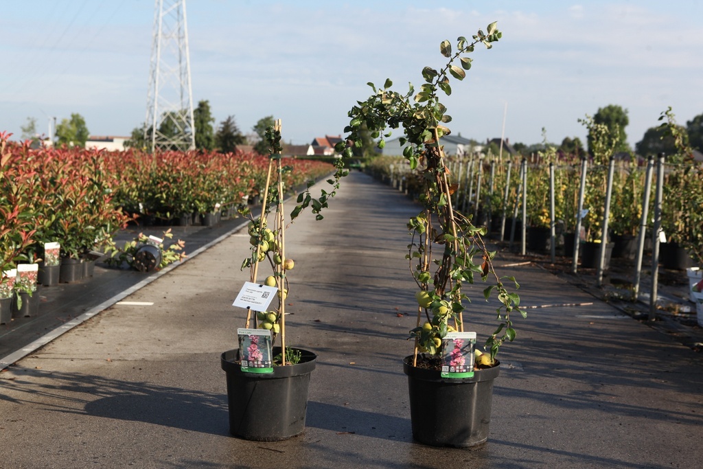 [P] Chaenomeles superba 'Pink Lady' cont. 10L 80-90 cm pyramid +p