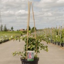 Chaenomeles superba 'Pink Lady' cont. 10L 80-90 cm pyramid +ф