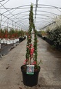Chaenomeles superba 'Pink Lady' cont. 10L 80-90 cm pyramid +p