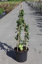 Chaenomeles superba 'Pink Lady' cont. 10L 80-90 cm pyramid +p