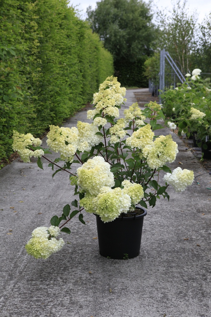 [P] Hydrangea paniculata VANILLE FRAISE (PBR) cont. 30L 100-125 cm +f