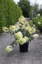 Hydrangea paniculata VANILLE FRAISE (PBR) cont. 30L 100-125 cm +f