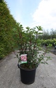 Hydrangea paniculata VANILLE FRAISE (PBR) cont. 30L 100-125 cm +p