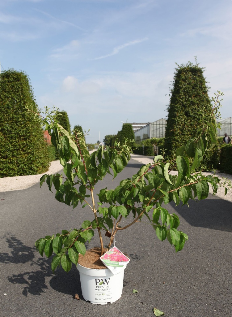 [P] Heptacodium miconioides Proven Winners® TEMPLE OF BLOOM (PBR) cont. 10L deco 80-100 cm +p