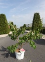 Heptacodium miconioides Proven Winners® TEMPLE OF BLOOM (PBR) cont. 10L deco 80-100 cm +ф